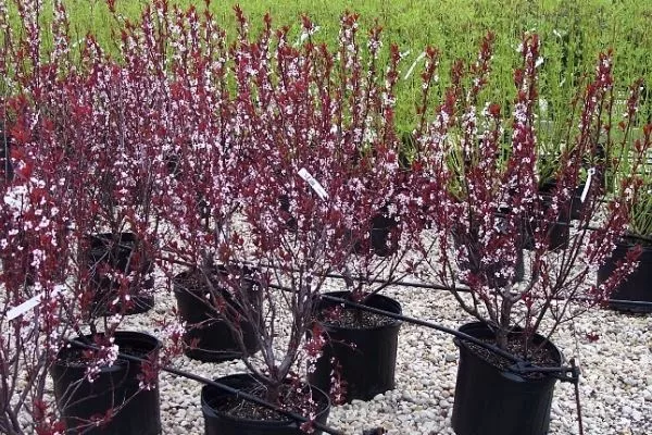 Слива Цистена: саженцы для посадки