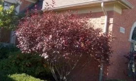 Слива Цистена: В ландшафтном дизайне