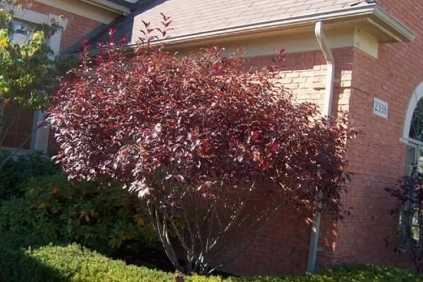 Слива Цистена: В ландшафтном дизайне