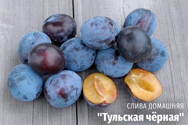 Урожайность, плодоношение и сроки поспевания