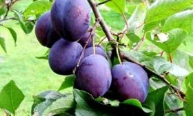 слива Венгерка Корнеевская