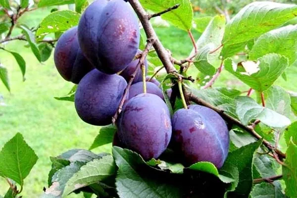 слива Венгерка Корнеевская