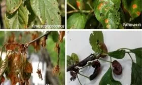 болезни сливы Венгерка Корнеевская