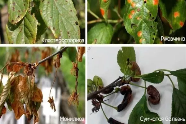 болезни сливы Венгерка Корнеевская