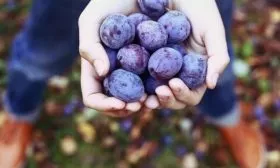 сбор урожая сливы Венгерка Корнеевская