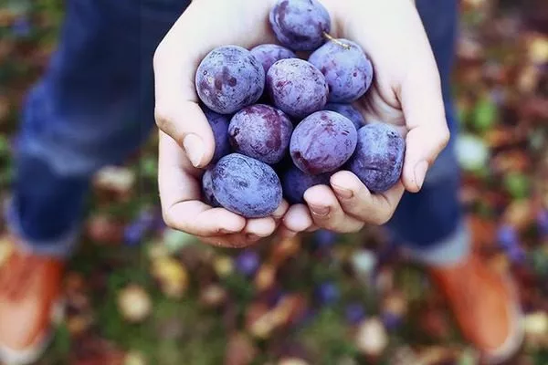 сбор урожая сливы Венгерка Корнеевская