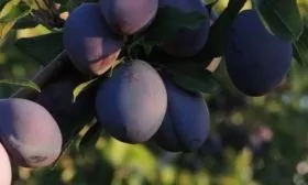 плоды Венгерки Корнеевской