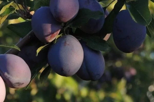 плоды Венгерки Корнеевской