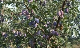 дерево сорта Венгерка Корнеевская