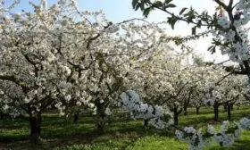 цветение сливовых деревьев в саду