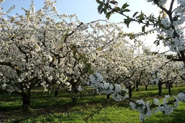 цветение сливовых деревьев в саду
