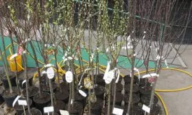 выбор саженца сливы Венгерка Корнеевская