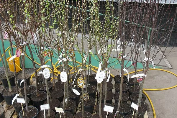 выбор саженца сливы Венгерка Корнеевская