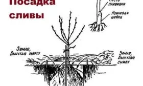 схема посадки сливы Венгерка Корнеевская