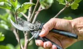 обрезка Венгерки Корнеевской