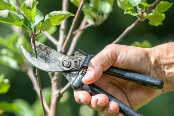 обрезка Венгерки Корнеевской