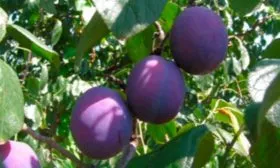 слива Венгерка Московская