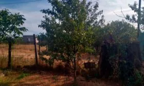 слива Венгерка Московская дерево