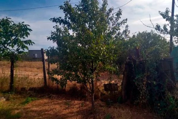 слива Венгерка Московская дерево