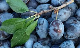 слива Венгерка Московская плоды сбор