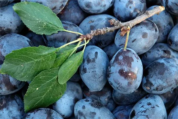 слива Венгерка Московская плоды сбор