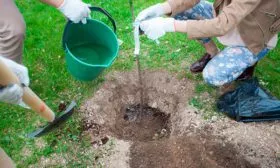 слива Венгерка Московская посадка