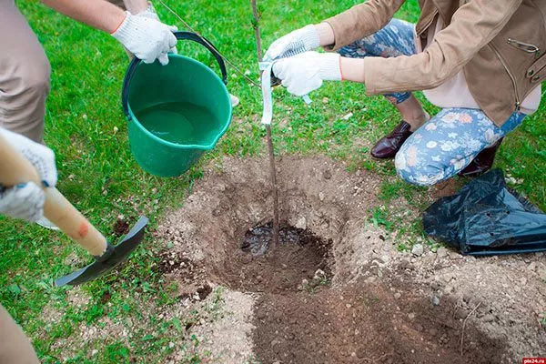 слива Венгерка Московская посадка