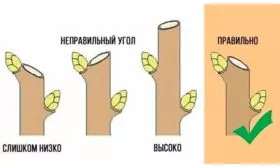 слива Венгерка Московская правила обрезки