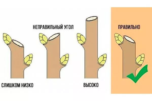 слива Венгерка Московская правила обрезки