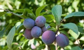 слива Венгерка Московская слдивы