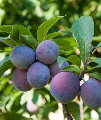 слива Венгерка Московская слдивы