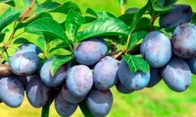 слива Венгерка Московская урожайность сорта