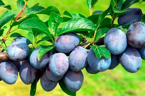 слива Венгерка Московская урожайность сорта