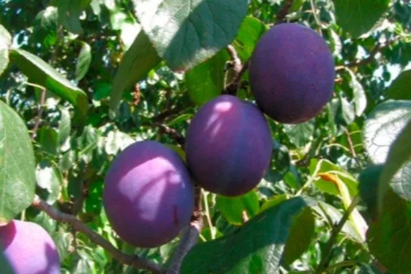 слива Венгерка Московская