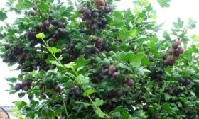 Сливовый крыжовник