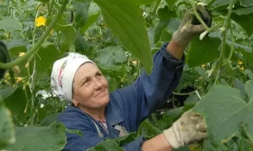 снятие огурцов с кустов