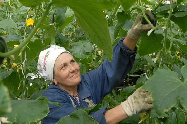 снятие огурцов с кустов