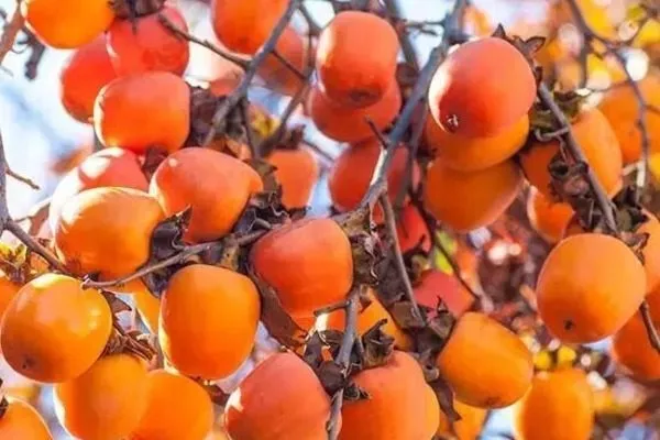 дерево хурмы Роман кош