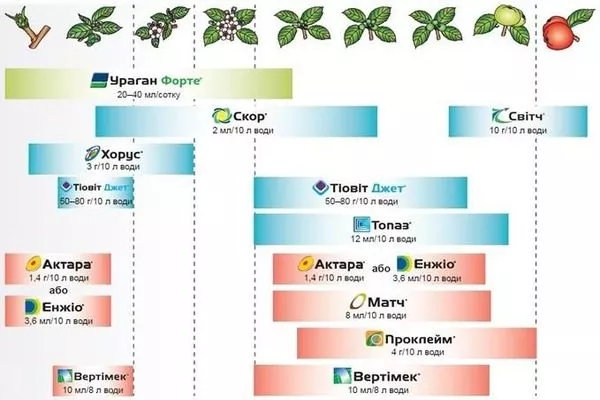 обработки хурмы Роман кош от болезней
