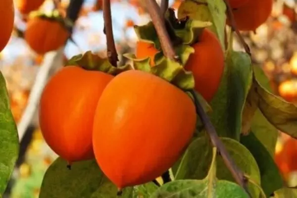 хурма Роман кош