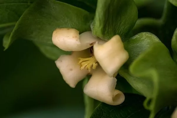 цветок хурмы Роман кош