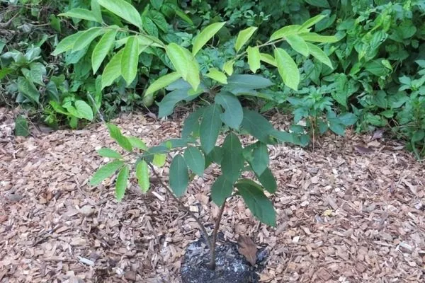 саженец хурмы Роман кош в саду