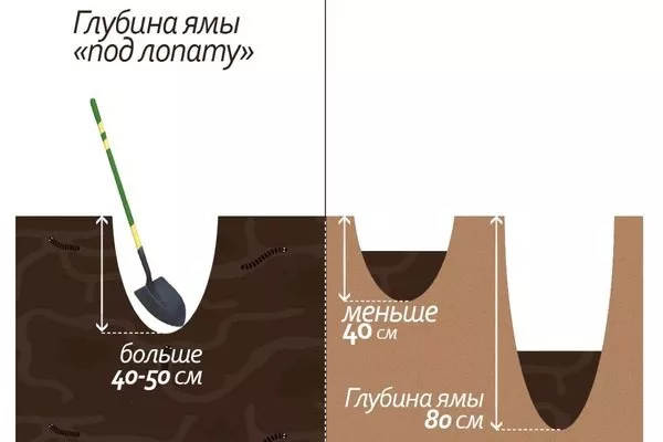 как отмерить глубину посадочной ямы при помощи лопаты при посадке саженца хурмы Роман кош