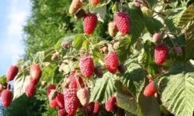 сорт малины Брянское диво