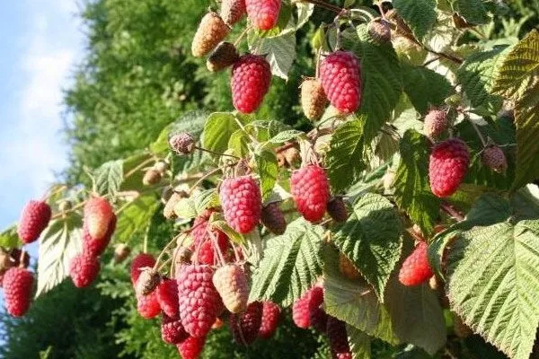 сорт малины Брянское диво