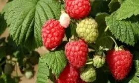 сорт малины Красная гвардия