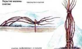 укрытие малины снегом на зиму, схемы