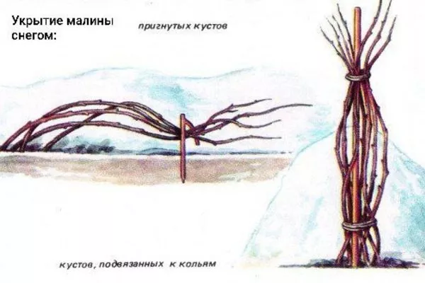 укрытие малины снегом на зиму, схемы