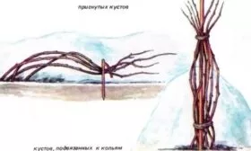 укрытие кустов Нижегородца на зиму