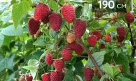 малина сорта Нижегородец